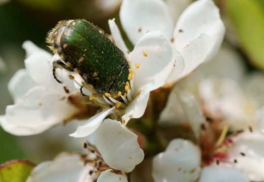 201005251150-DSC03067.jpg