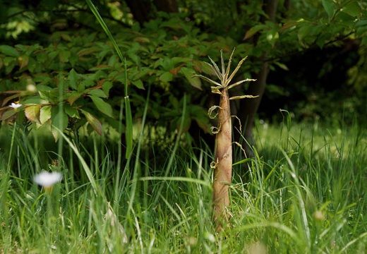 201005251206-DSC03088.jpg