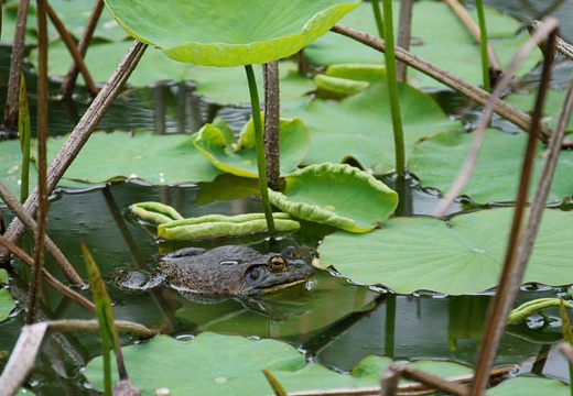 201005271240-DSC03422.jpg