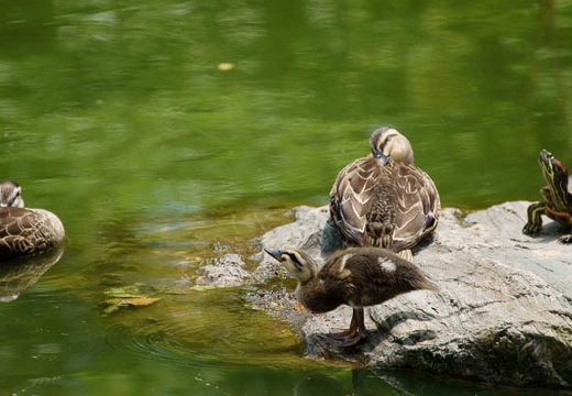 201005271242-DSC03427.jpg