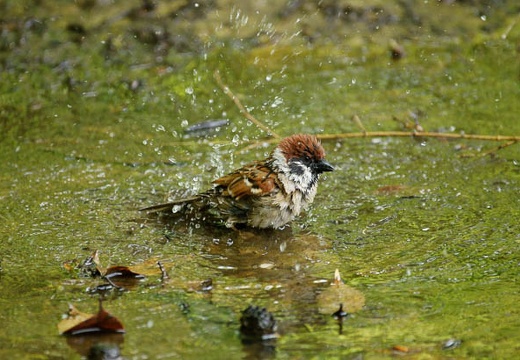 201005271245-DSC03456.jpg