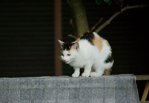 201005271352-DSC03592.jpg