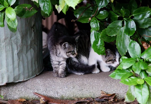 201005271355-DSC03604.jpg