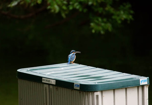 201005271502-DSC03737.jpg