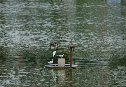 201005271514-DSC03755.jpg