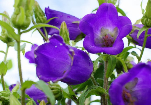 201005271524-DSC03783.jpg