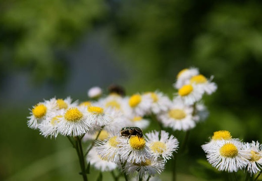 201005281054-DSC03694.jpg
