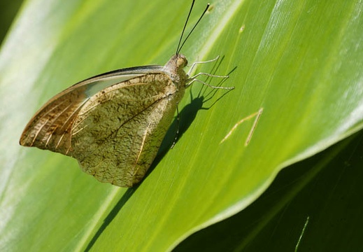 201005281116-DSC03735.jpg
