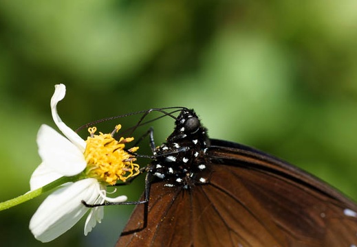 201005281123-DSC03751.jpg
