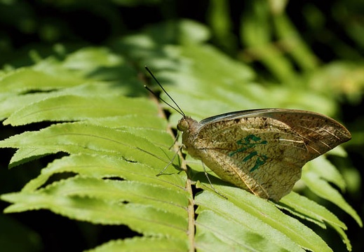 201005281128-DSC03766.jpg