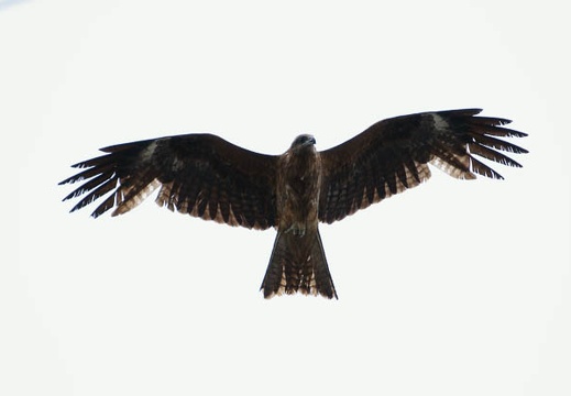 201005291304-DSC04135.jpg
