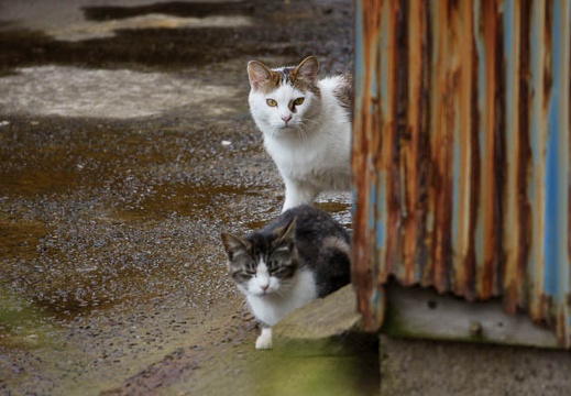 201005291306-DSC04143.jpg