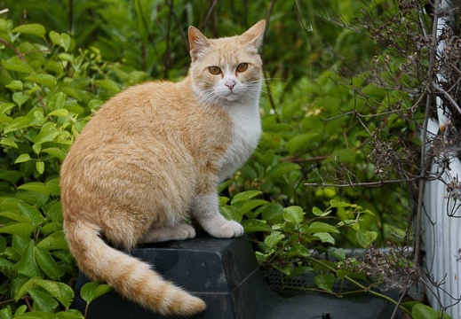 201005291307-DSC04145.jpg