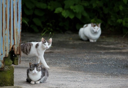 201005291311-DSC04157.jpg