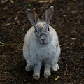 201005291727-DSC04404.jpg