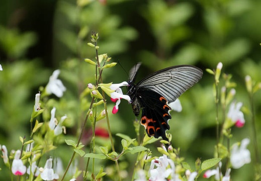 201005311119-DSC04607.jpg