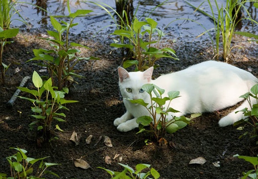05.31 三ツ池公園