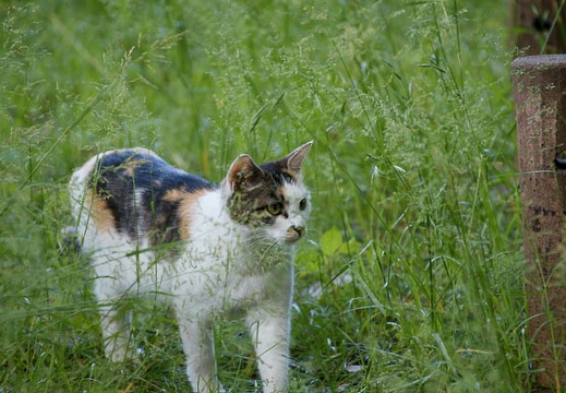 201005311446-DSC04836.jpg
