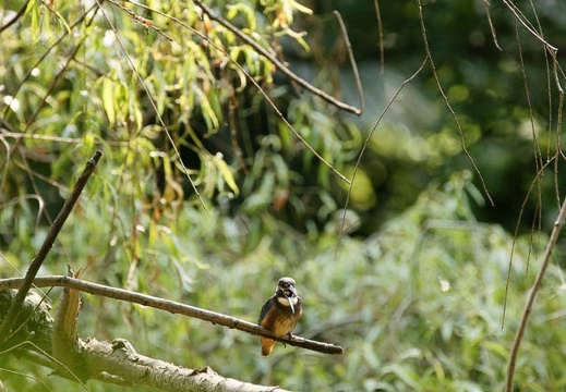 201005311505-DSC04881.jpg