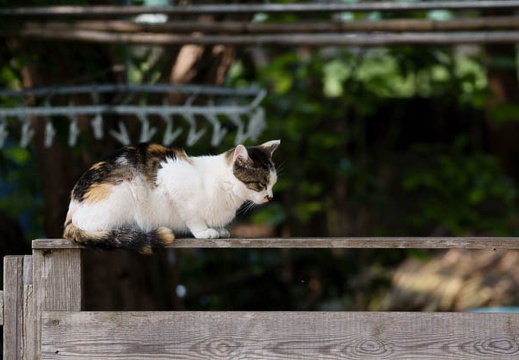 201005311510-DSC04883.jpg
