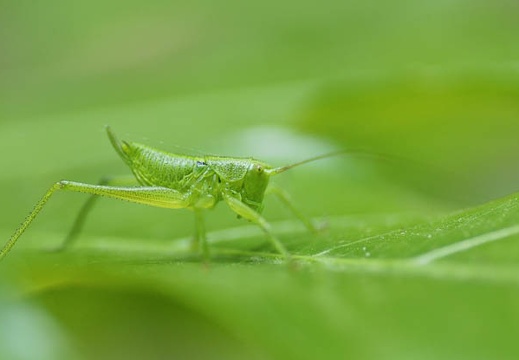 201006011213-DSC05032.jpg