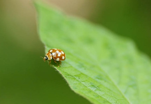 201006011215-DSC05037.jpg
