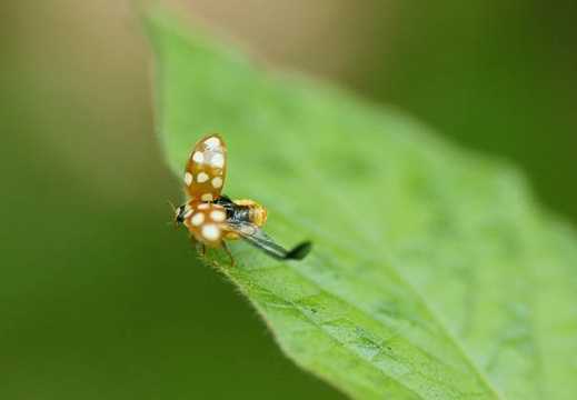 201006011215-DSC05038.jpg