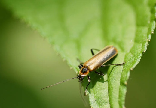 201006011217-DSC05045.jpg