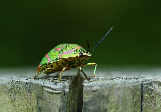 201006011234-DSC05068.jpg
