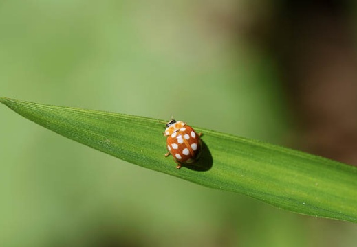 201006011241-DSC05074.jpg