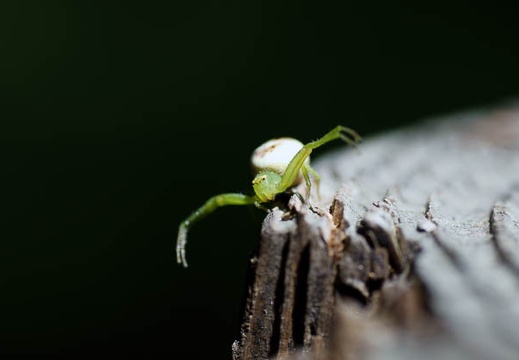 201006011242-DSC05077.jpg