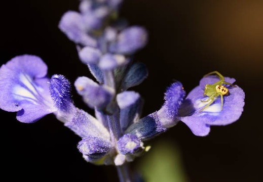 201006011302-DSC05098.jpg