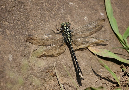 201006011338-DSC05141.jpg