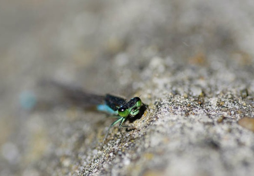 201006020804-DSC03957.jpg