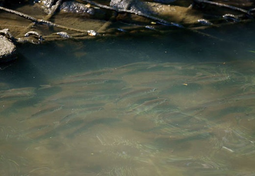 201006020808-DSC03961.jpg