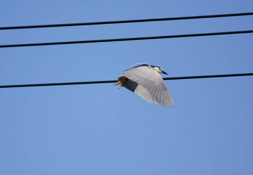 201006020915-DSC04002.jpg