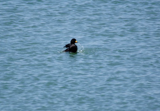 201006021148-DSC04187.jpg
