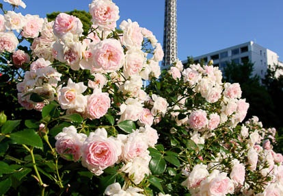 201006031651-DSC04806.jpg