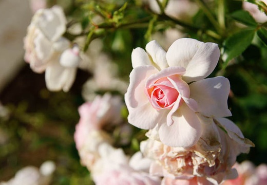 201006031652-DSC04809.jpg
