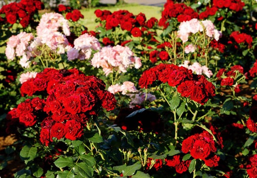 201006031657-DSC04821.jpg