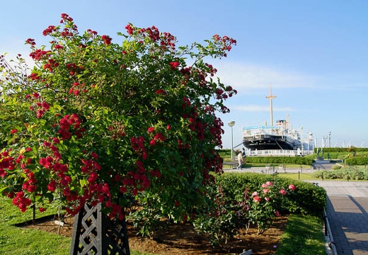 201006031700-DSC04827.jpg