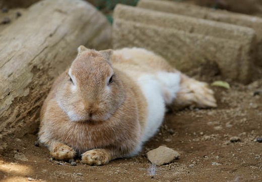 201006041245-DSC04948.jpg