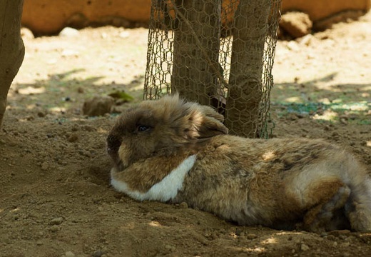 201006041248-DSC04954.jpg