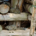 201006041320-DSC05028.jpg