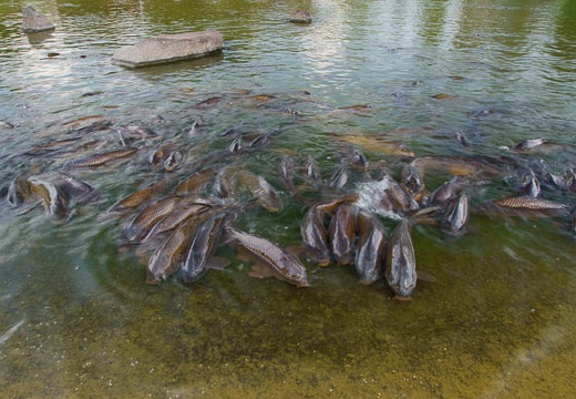 201006041409-DSC05110.jpg