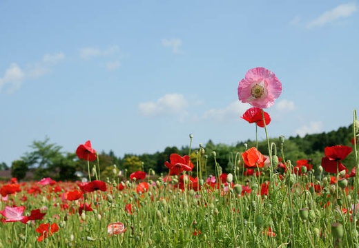 201006041436-DSC05153.jpg