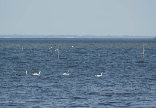 201006041555-DSC05272.jpg