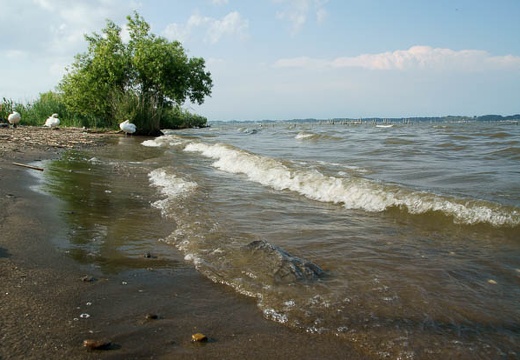 201006041602-DSC05291.jpg