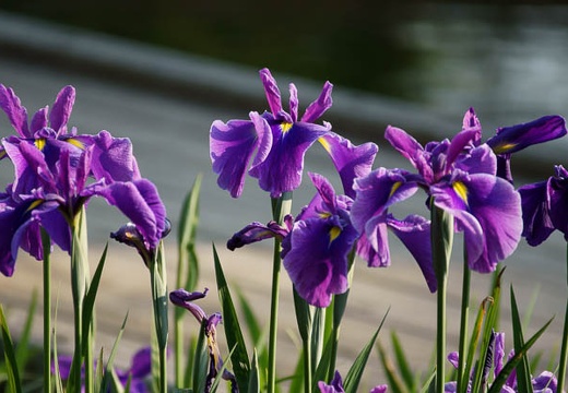 201006041629-DSC05345.jpg