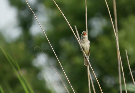 201006041714-DSC05391.jpg